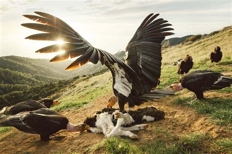 Remarkable images from the wild edges of our world | California condor, Places in california ...