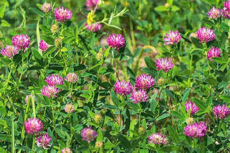 Common Types of Clover for Your Yard