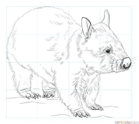 Pin by ulla on Wombats | Drawings, Animal drawings, Animal sketches