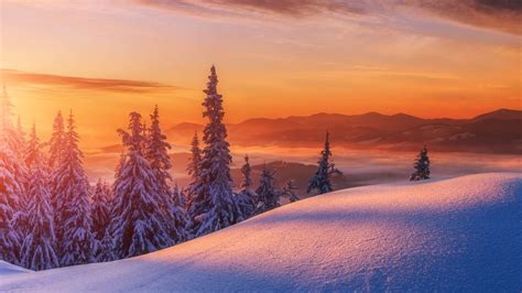 Winter mountains landscape with snow-covered pine trees at sunrise | Windows Spotlight Images