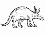 Aardvark Coloring Page Printable For Kids  Home sketch template