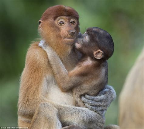 Monkey mother looks less than impressed as her baby grabs her nose ...