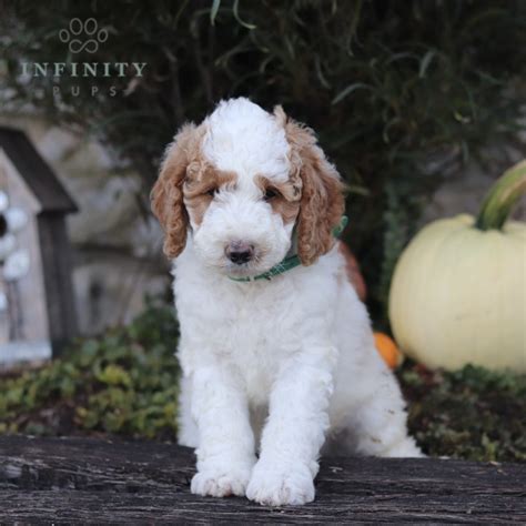 Adorable Standard Goldendoodle Puppies For Sale • Infinity Pups