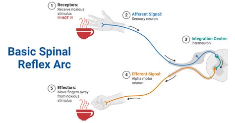 Reflex Arc: Definition, Components, Functions