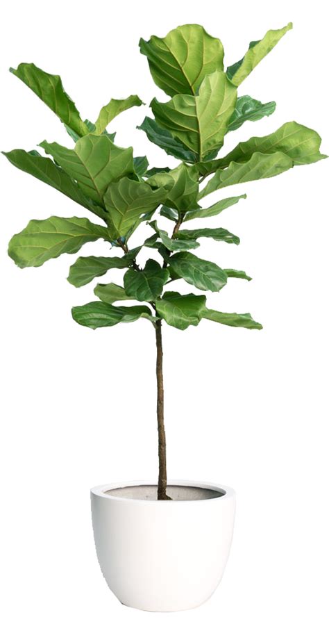 Fiddle Leaf Fig Tree | Plants, Foliage plants, Plant decor