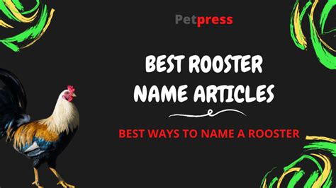 Rooster Names: 200+ Most Popular Names for Roosters - PetPress