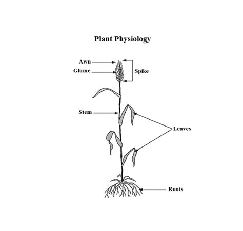 Barley Crop Staging, Growth & Development