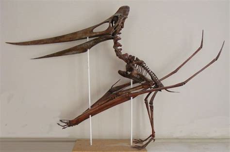 10 Fascinating Pterodactyl Facts That Might Blow You Away | Dinosaur fossils, Prehistoric ...