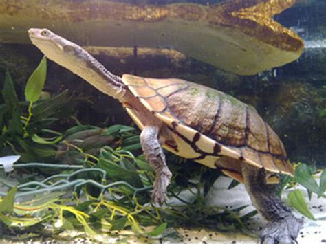 Buy Eastern Long-necked Turtles for Sale Online | Kellyville Pets