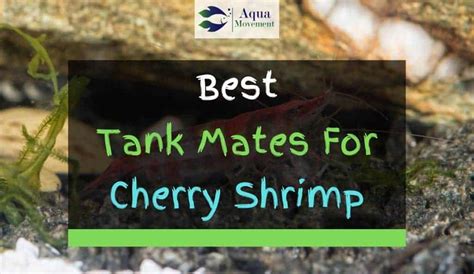 11 Best Cherry Shrimp Tank Mates (With Pictures) | Aqua Movement