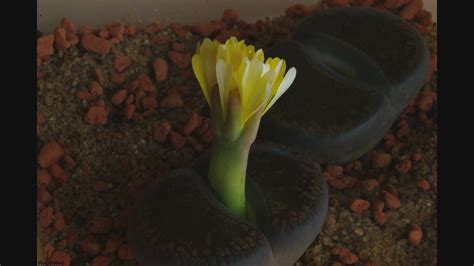 Lithops flower opening/closing - Time lapse HD video | Flickr