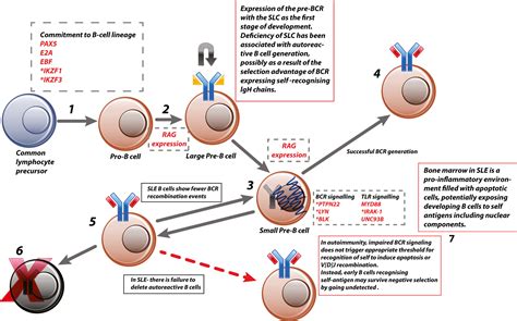 Review: Abnormal B Cell Development in Systemic Lupus Erythematosus ...