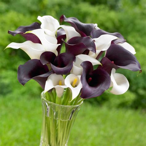 Photo Gallery of Calla Lily Varieties | HGTV