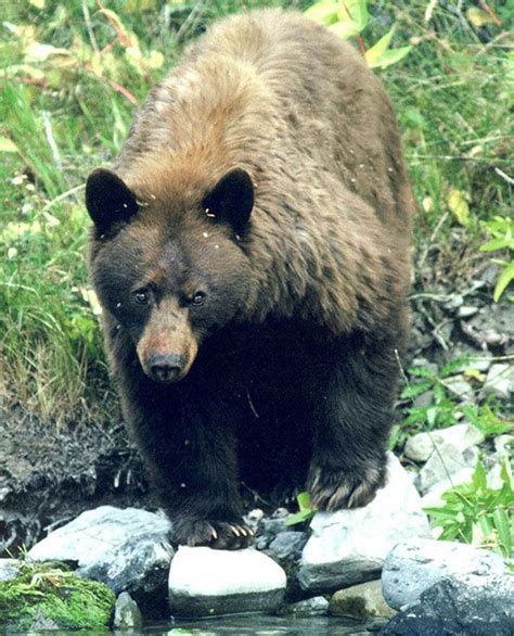 Conifer Habitat : Habitats : Nature : Sinks Canyon Natural Resource Council