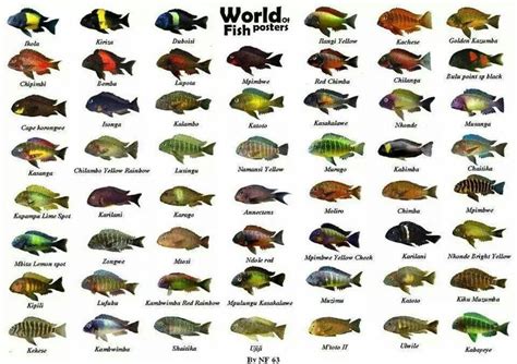 African cichlid Tropical Freshwater Fish, Tropical Fish Aquarium, Freshwater Aquarium Fish ...