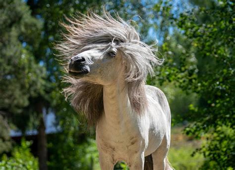 Why Do Horses Have Manes? | PetMD