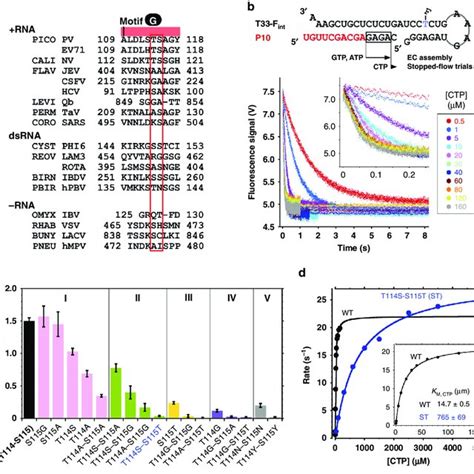 A structure of RdRP reverse translocation intermediate contains two... | Download Scientific Diagram