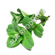 Menthol Water Soluble Ingredients: Herbs at Best Price in Ghaziabad | Aos Products Pvt. Ltd.