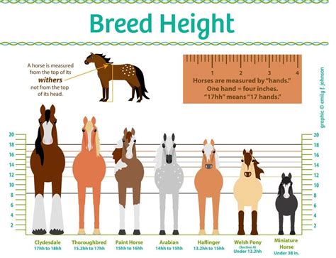 Horse Height Chart | Horse breeds, Horses, Beautiful horses