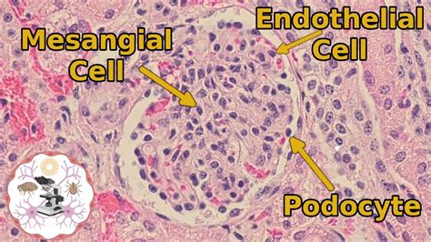 Kidney Histology - The Glomerulus - Another One Bites the Tuft - YouTube