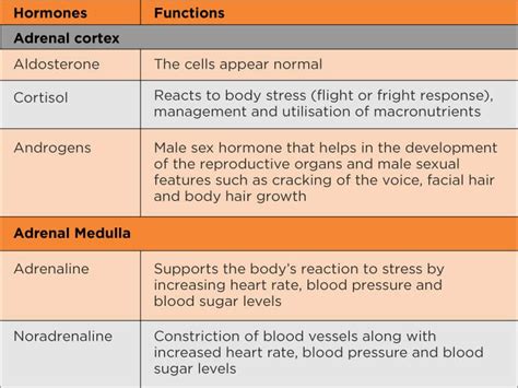 Adrenal Gland |Introduction, Structure, Location & Function