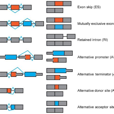 (PDF) Transcriptome-wide analysis of alternative mRNA splicing signature in the diagnosis and ...