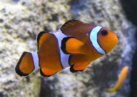 How to Draw a Clownfish - FeltMagnet