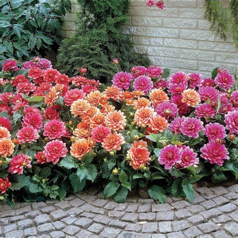 Always so wonderful - Dahlia garden design