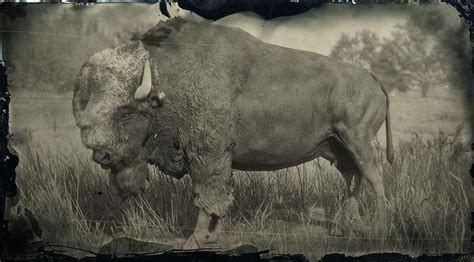 Legendary Tatanka Bison | RDR2 Animals | Map Location & Where To Find