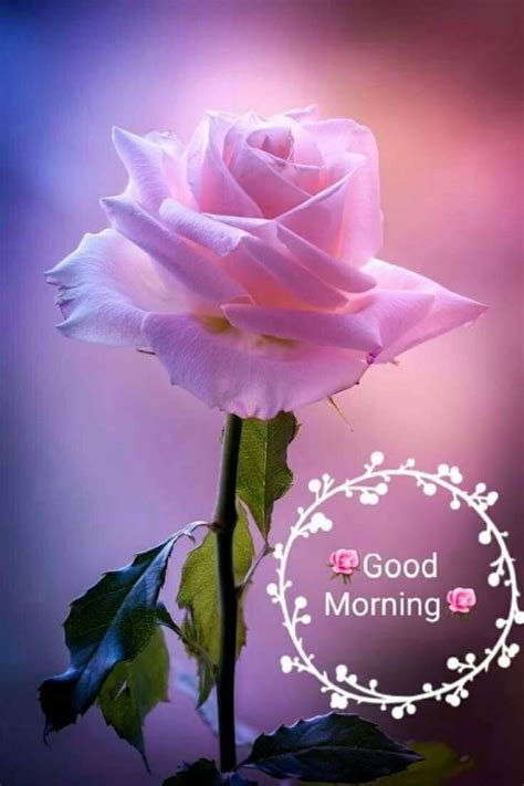 Good Morning With Pink Rose - Desi Comments