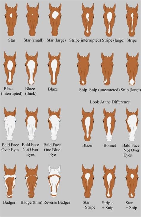 Horse Leg Markings Chart