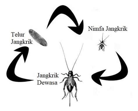 Daur Hidup Jangkrik - Metamorfosis Tidak Sempurna - MASTAH