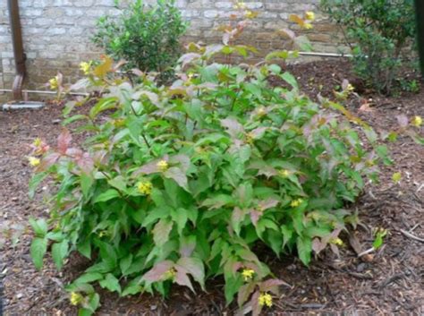 Bush Honeysuckle Plant