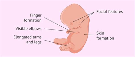 Week 8 of pregnancy: development of the baby and changes in the mother