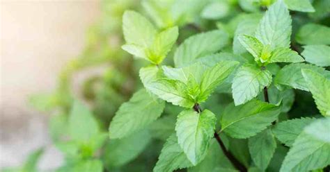 The Complete Guide to Caring for Mint: Tips for Thriving Plants