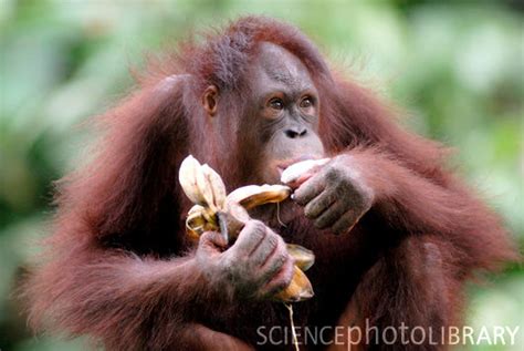 Orangutan | Animal Wildlife