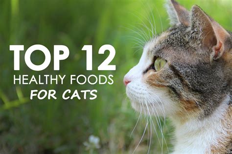 Top 12 Healthy Foods for Cats - Allivet Pet Care Blog