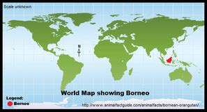 Case Study - Borneo Rainforest