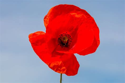 Varieties Of Poppy Flowers – Learn About Different Poppy Plants To Grow | Gardening Know How