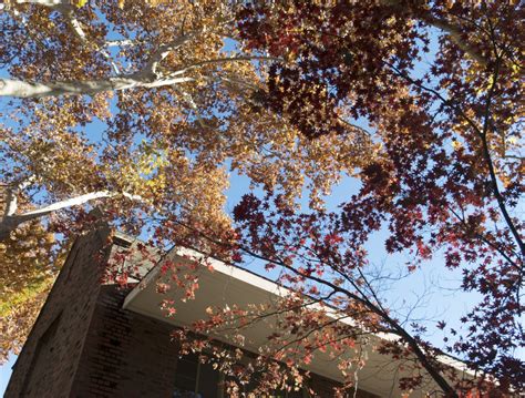 Free Images : tree, branch, sky, sunlight, leaf, fall, flower, orange, spring, reflection, red ...