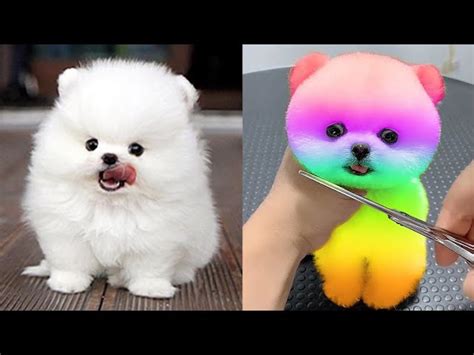 200+ dog cute pictures puppies Khám phá những bức ảnh chó con dễ thương ...