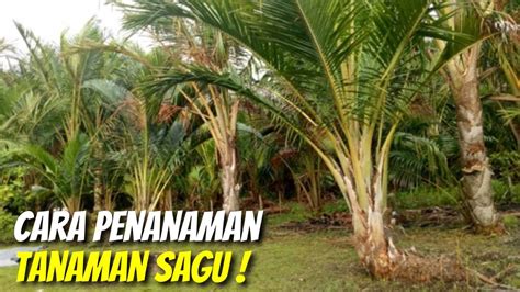 Mengenal Teknik Penanaman Tanaman Sagu - YouTube