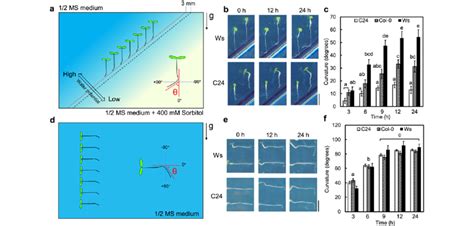 Comparison of hydrotropism and gravitropism of Col-0, Ws and C24 roots.... | Download Scientific ...