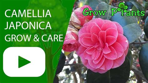 Camellia japonica - care & grow beautiful flowers - Plant information ...