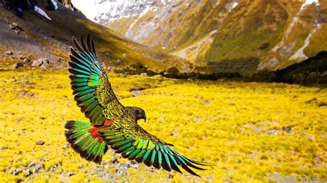 new zealand mountain parrot, new zealand, new zealand kea, beauty in ...