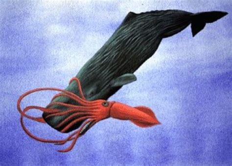 Sperm whales died while hunting squid expert believes - Market Business News