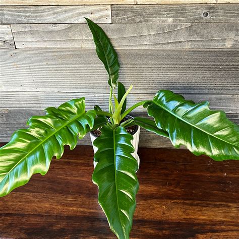 Philodendron Narrow Tiger Tooth | 6" Pot - Plant Hawaii