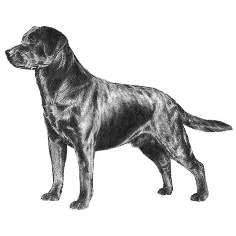 Labrador Retriever Dog Breed Information - American Kennel Club