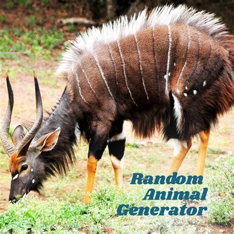 Random Animal Generator