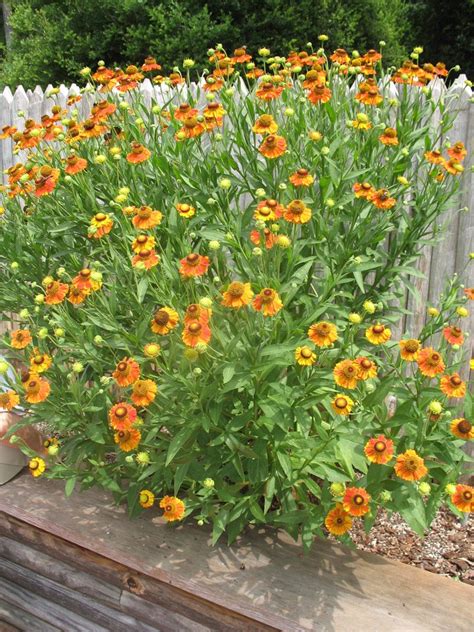 Helenium ‘Sahin’s Early Flowerer’ / Helenium ‘Sahin’s Early Flowerer ...